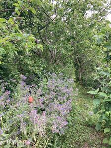 Jardin foret BioDiVerger de Marcelin