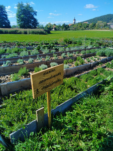 La Rochette, micro-ferme en permaculture_jardin d'aromatiques